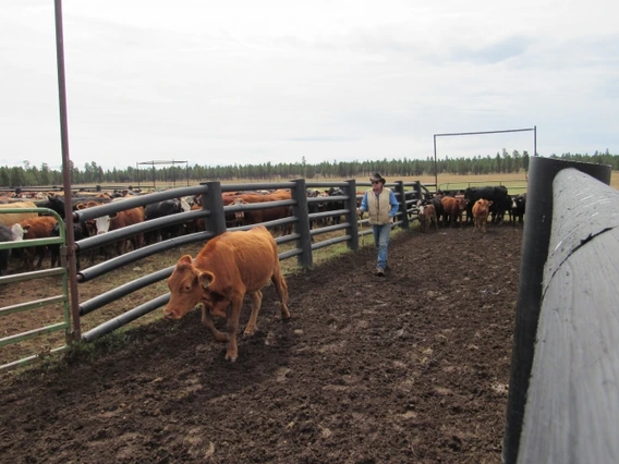 Keith "Bopper" Cannon moves cattle at the V Bar V Ranch