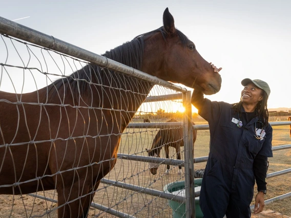 A CVM employee pats a horse used to educate students in vetinerary medicine.