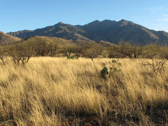 Santa Rita Experimental Range