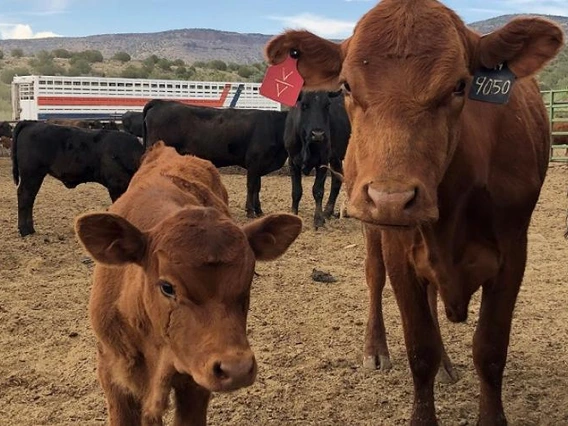 Cows at the V Bar V