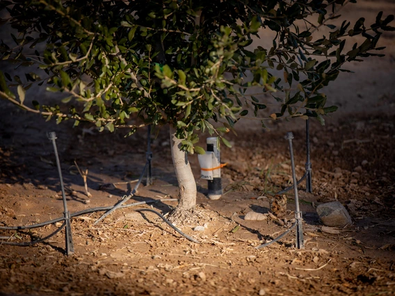 Smart Tree research project at CAC
