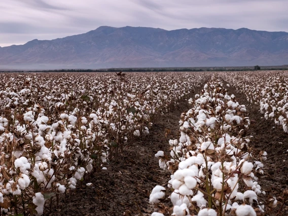 Cotton fields in southern Arizona