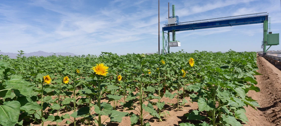 Sunflowers under the field scanner at MAC