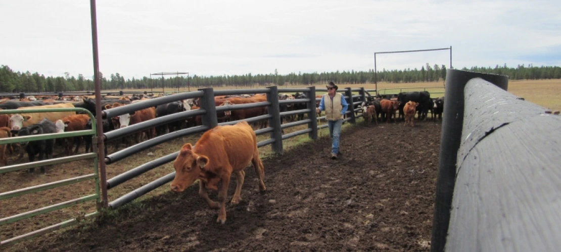 Cattle in pen at V-V Ranch