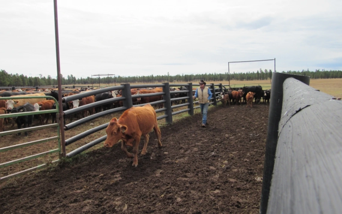 Keith "Bopper" Cannon moves cattle at the V Bar V Ranch