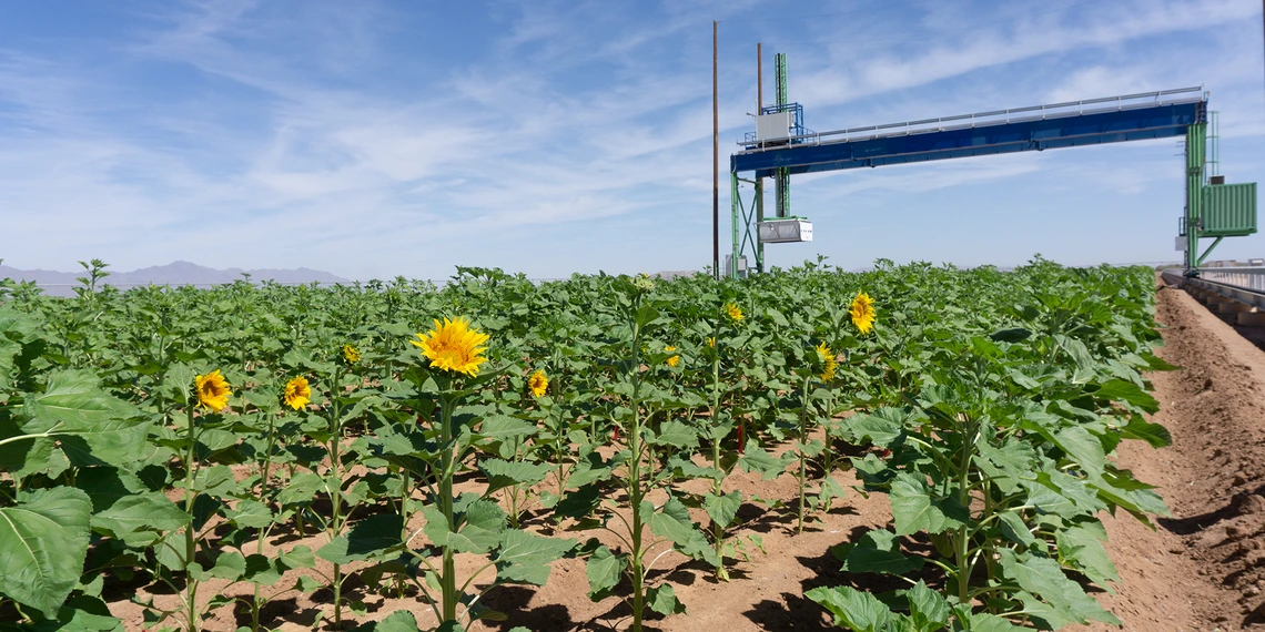 Sunflowers under the field scanner at MAC