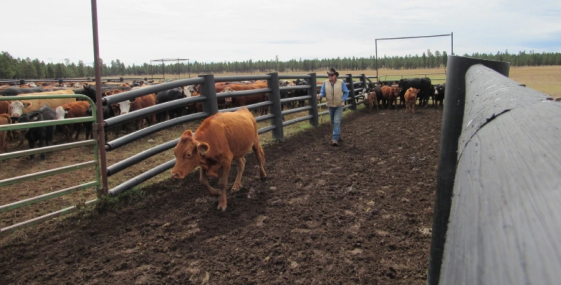 Cattle in pen at V-V Ranch