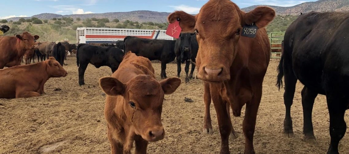 Cows at the V Bar V