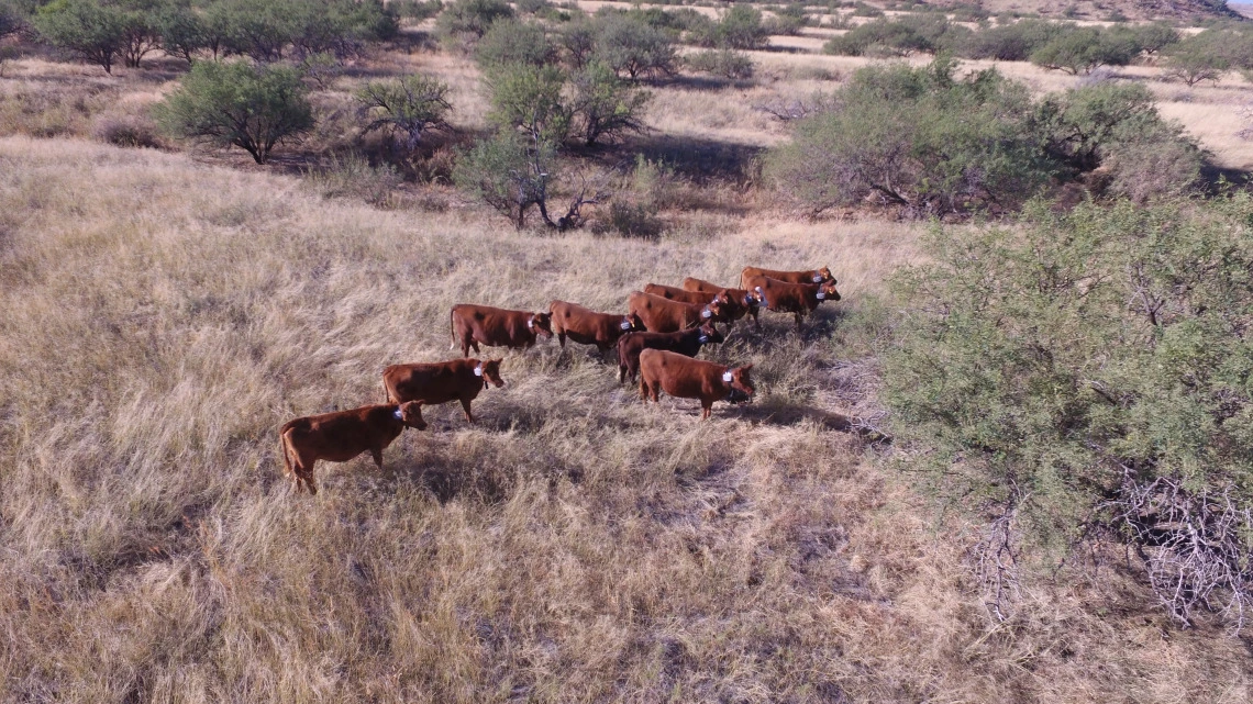 Cows in a desert pasture on the Santa Rita Experimental Range