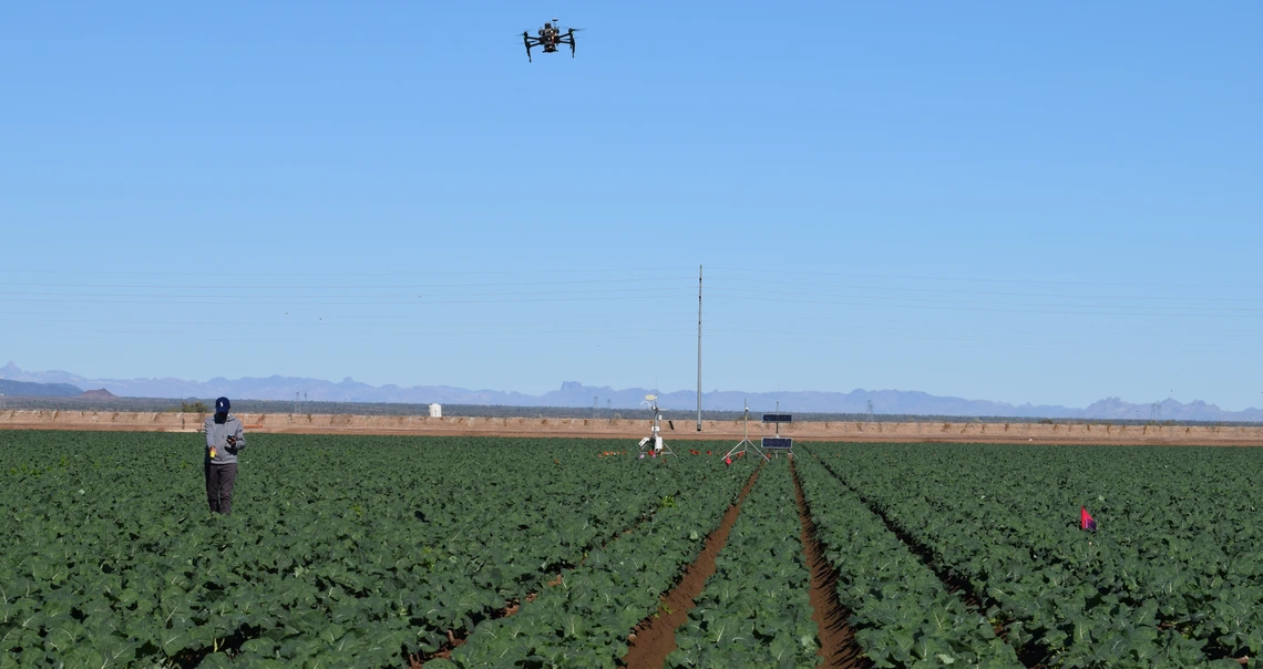 A researcher walks a Yuma field with a drone