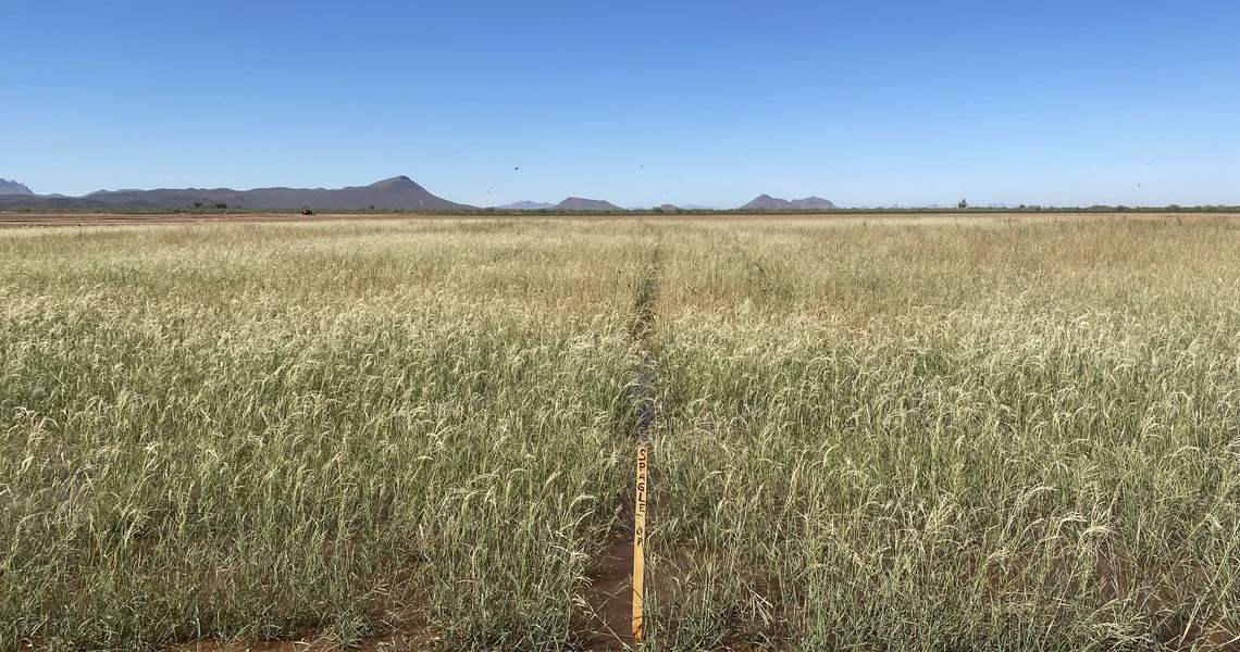 Red Rock Agricultural Center Ecological Restoration