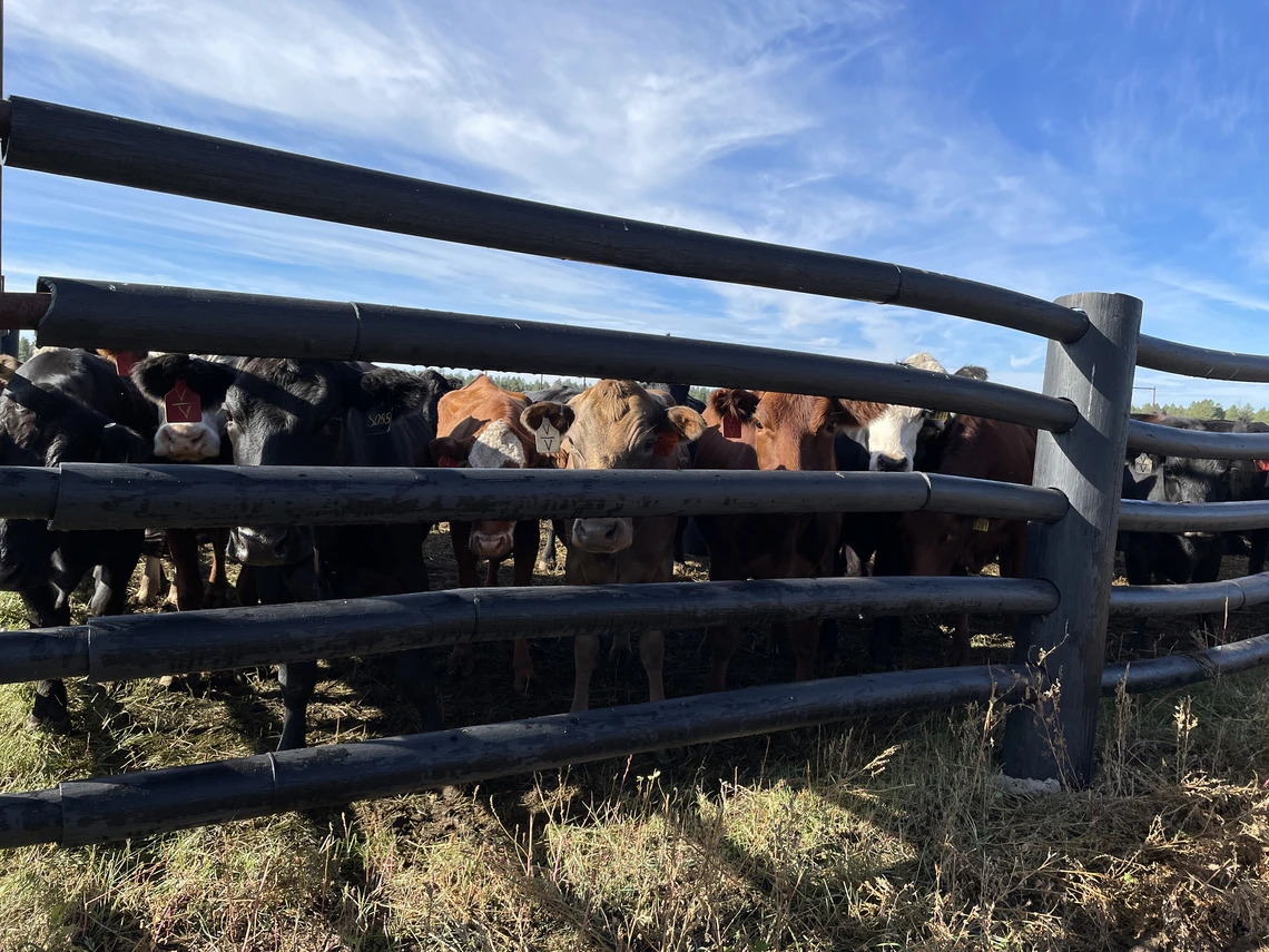 Cows behind a fence