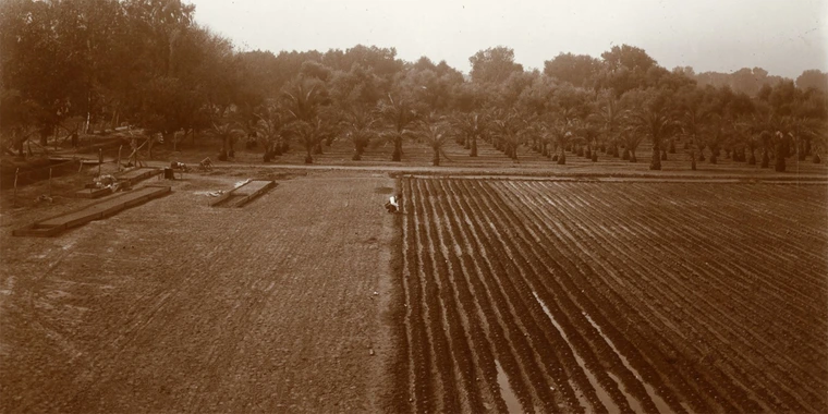 Alfafa field Phoenix Farm