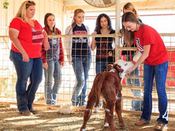 Students inspecting a calf