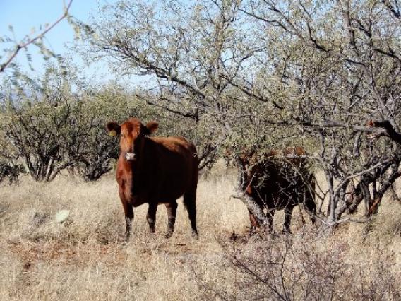 image of Red Angus cow